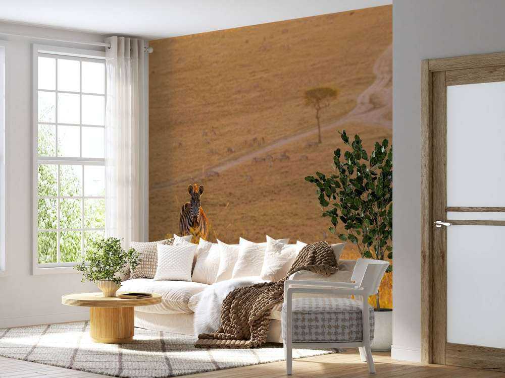 Zebra maakt een wandeling bij zonsondergang