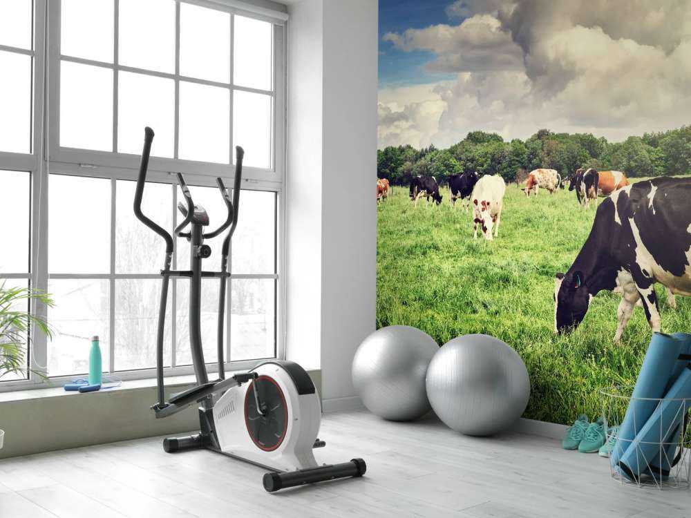 Koeien grazen in weide