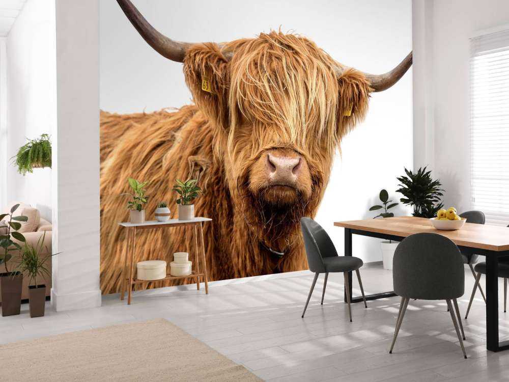 Schotse Hooglander met een witte achtergrond