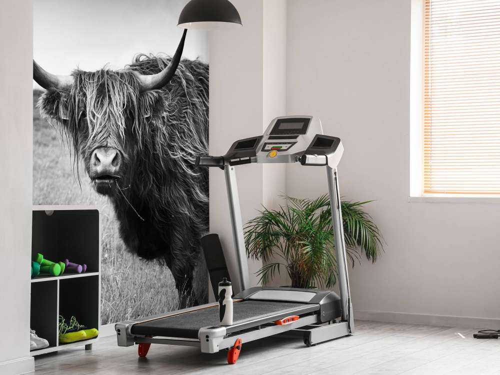 Schotse Hooglanders in zwart-wit