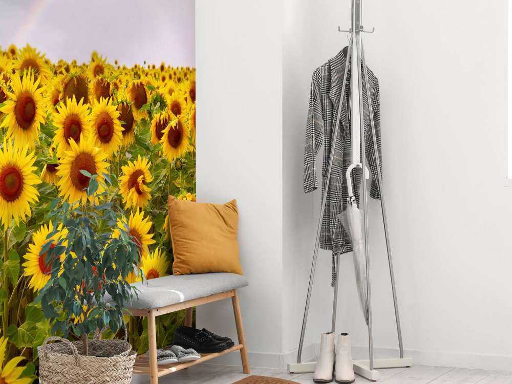 Regenboog bij zonnebloemen