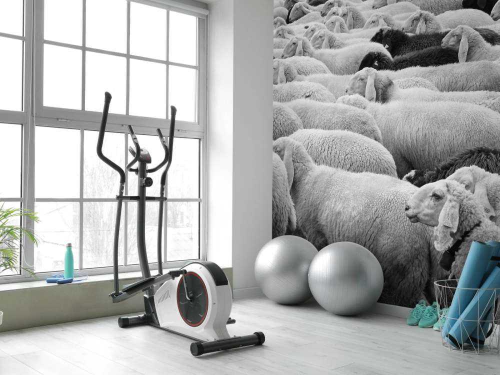 Zwart en witte schapen