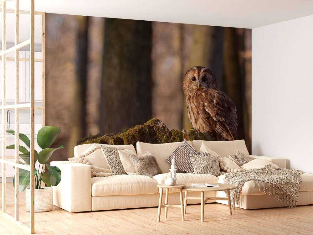 Uiltje op een afgebroken boom