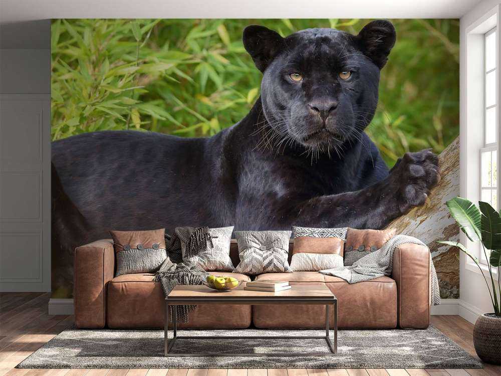 Zwarte panter op een boom