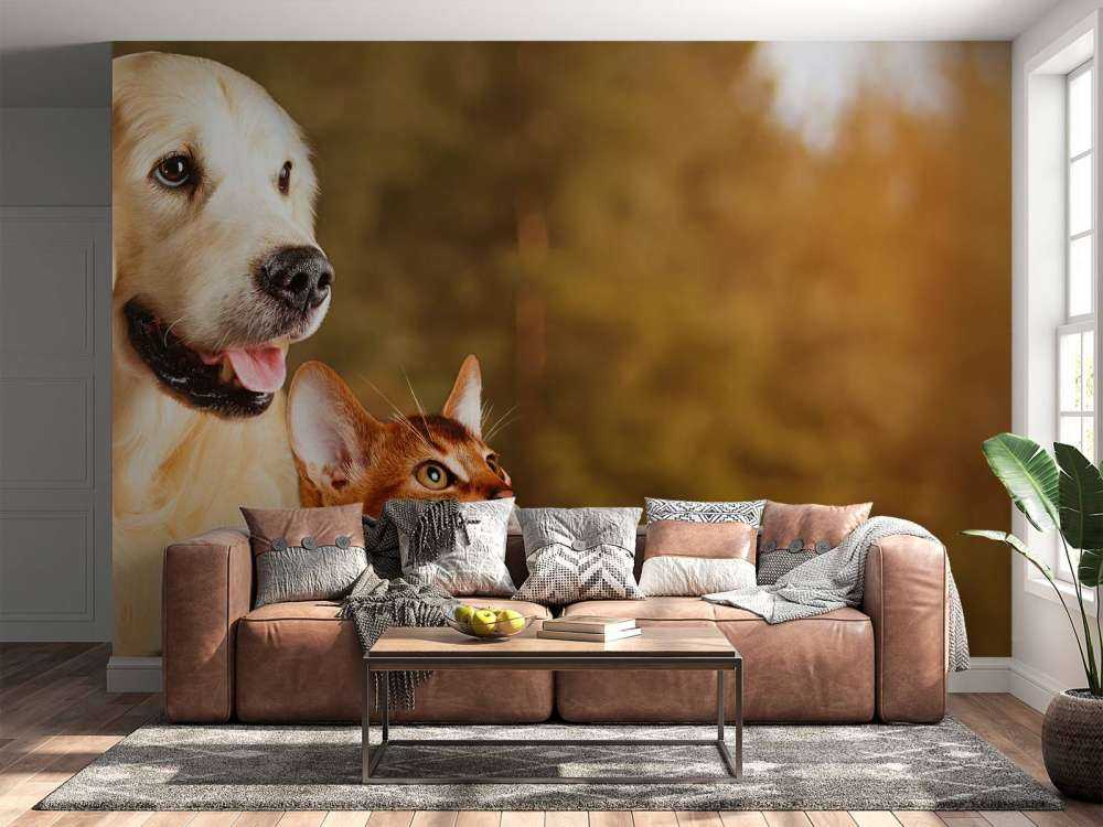 Hond en kat kijken naar boven