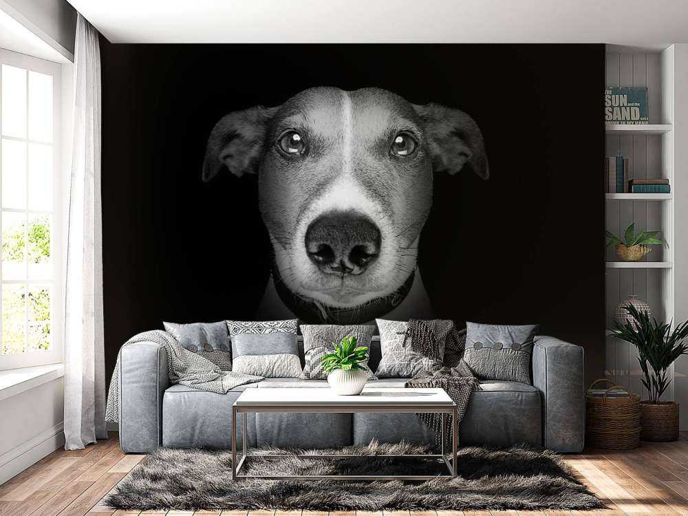 Jack Russel met een zwarte achtergrond