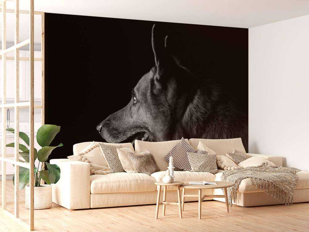 Duitse herdershond met een zwarte achtergrond