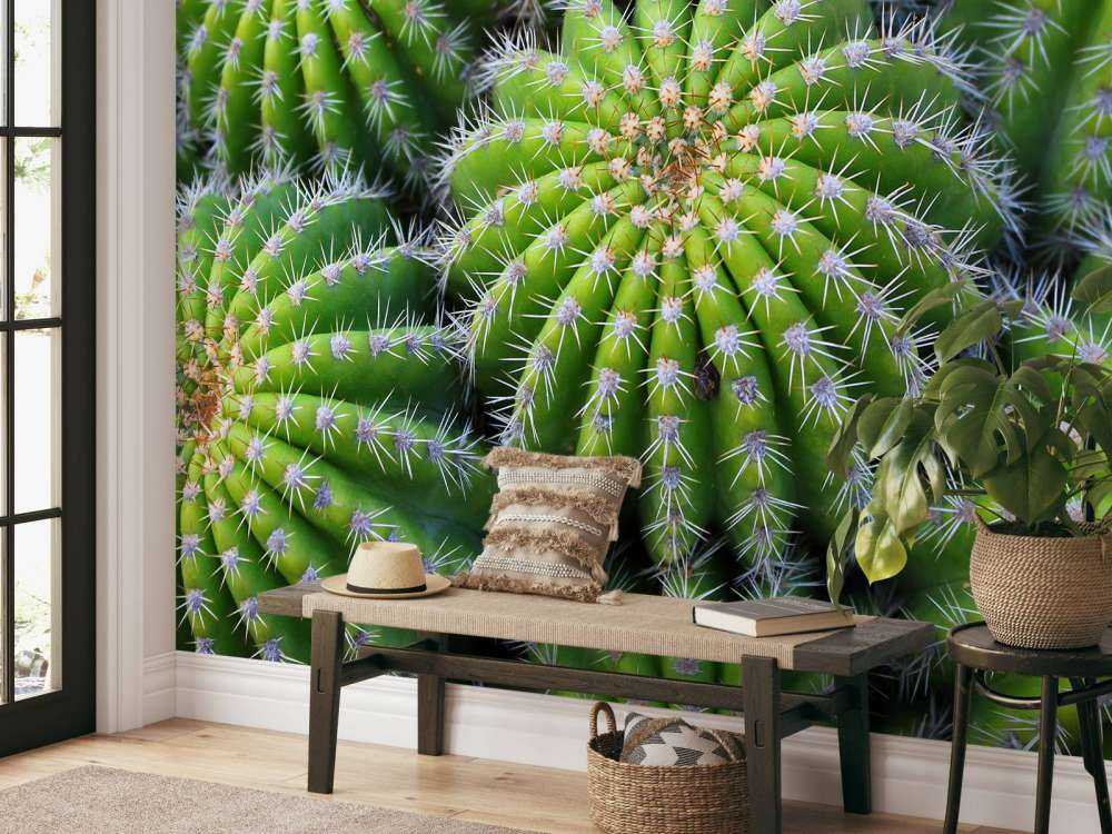 Cactussen