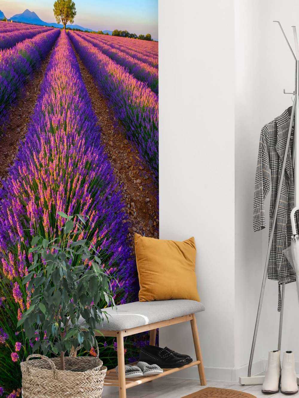 Lavendel bij zonlicht