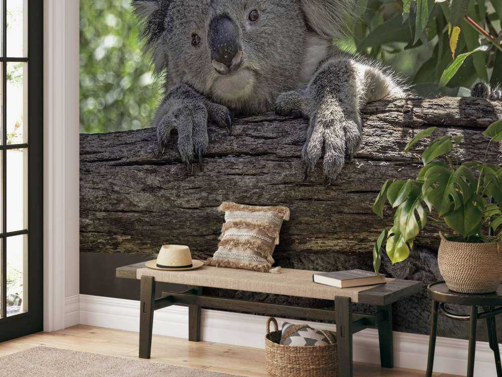 Schattige koala
