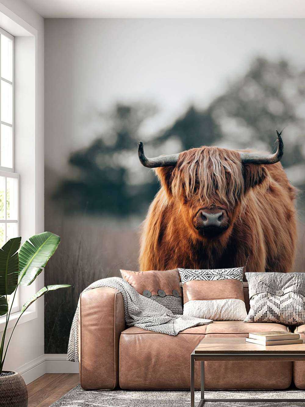Portret van hoogland vee