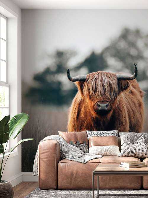 Portret van hoogland vee
