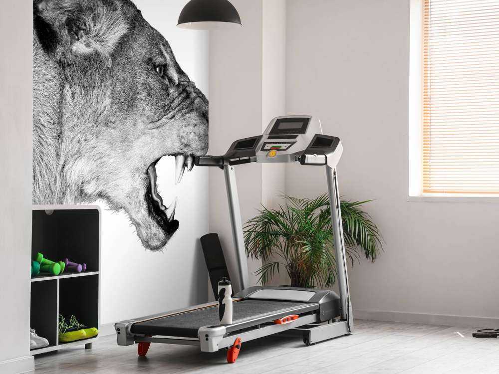 Lioness side view white