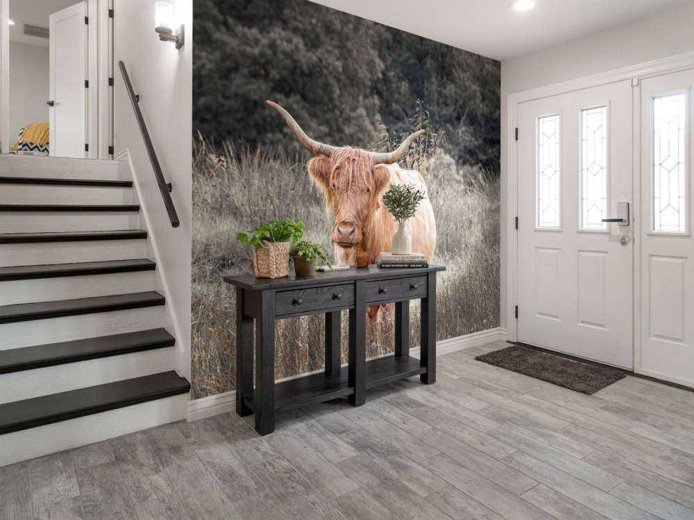 Schotse hooglander in een veld