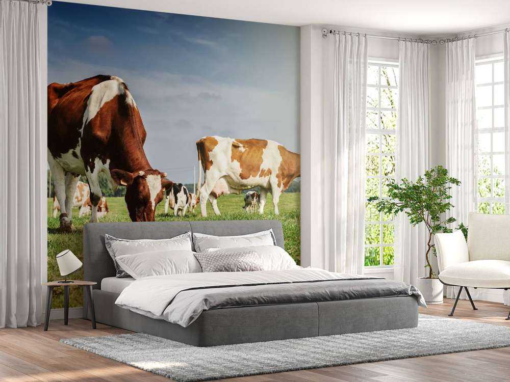 Bruin Witte Koeien aan het grazen in de weide