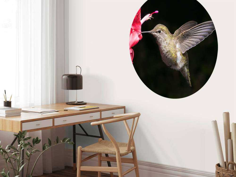 Kolibrie met rode bloem