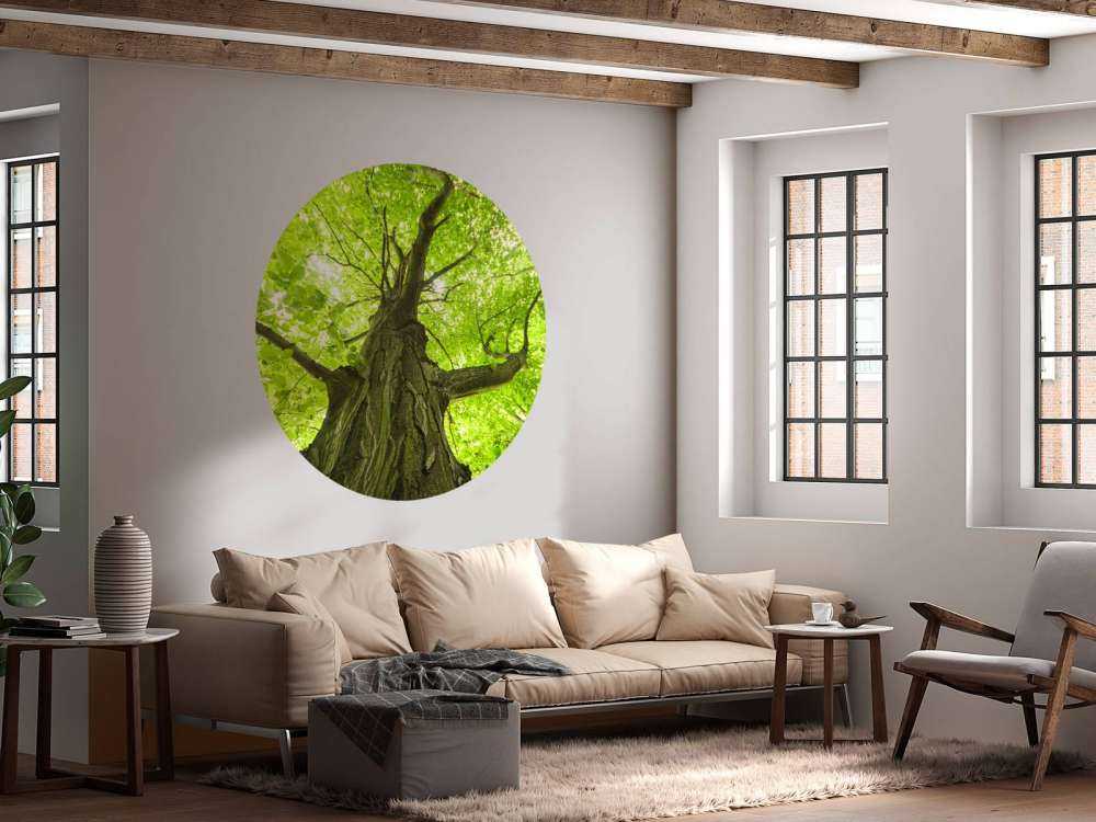 Oude Groene Boom tijdens Zonnige Dag