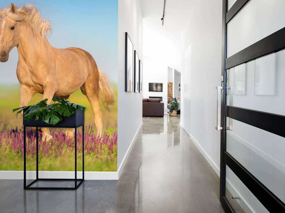 Cremello Paard in weide