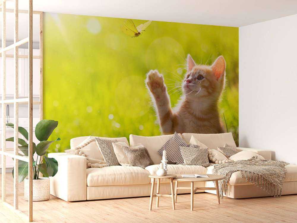 Jonge kat probeert een vlinder te vangen