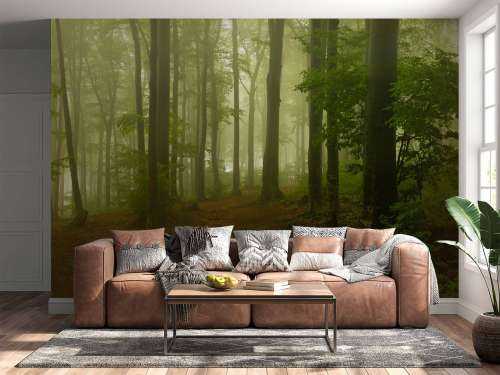 Pad door mistig groen bos