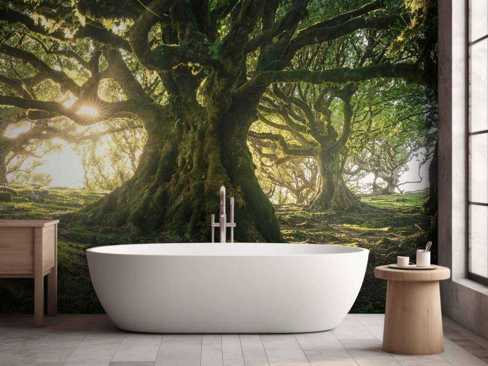 Betoverd Woud in Zonlicht