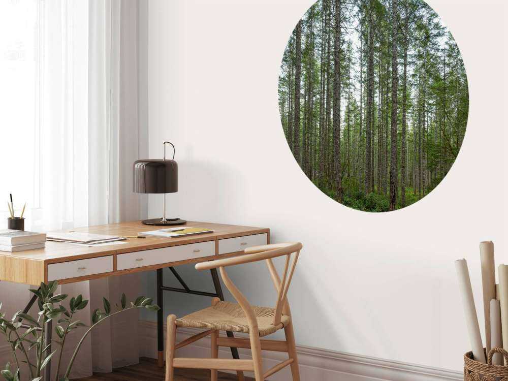 Hoge rechte bomen