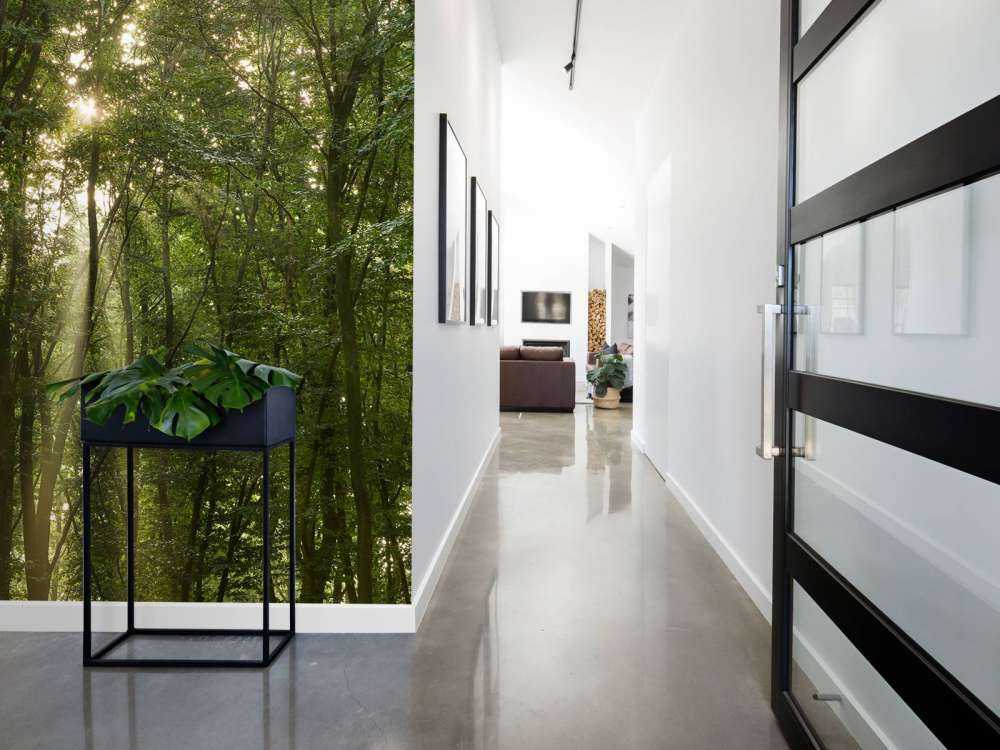 Zonnestralen in het bos