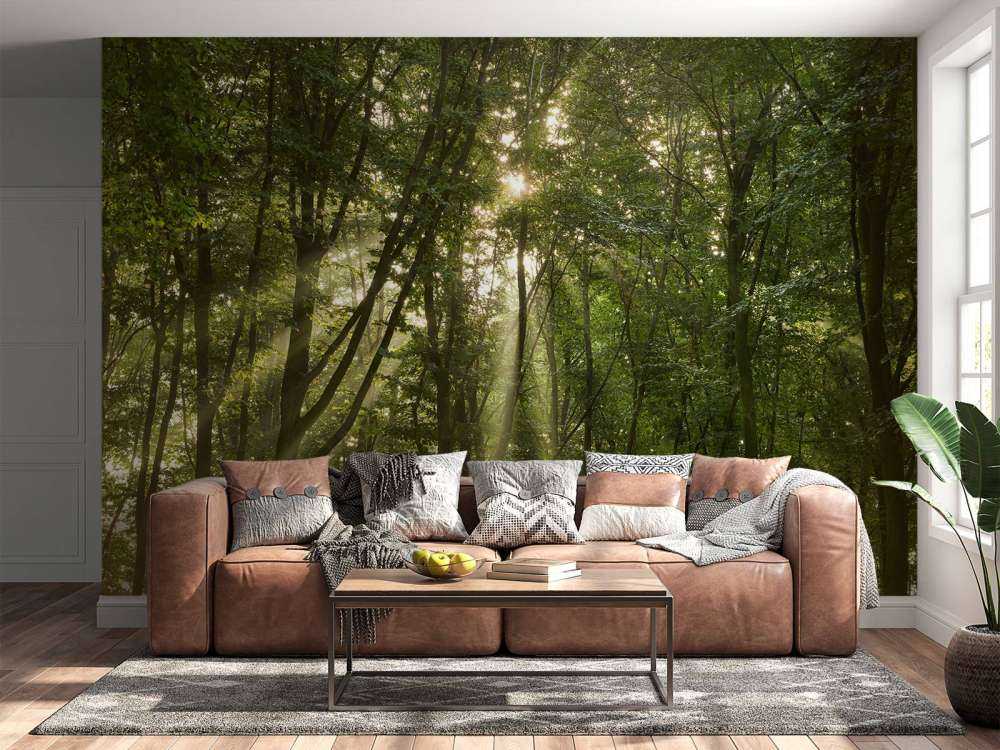 Zonnestralen in het bos