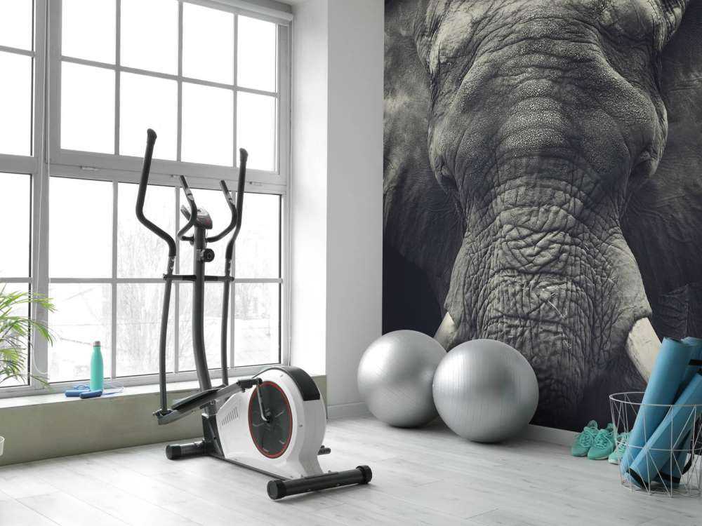 Close-up van een olifant