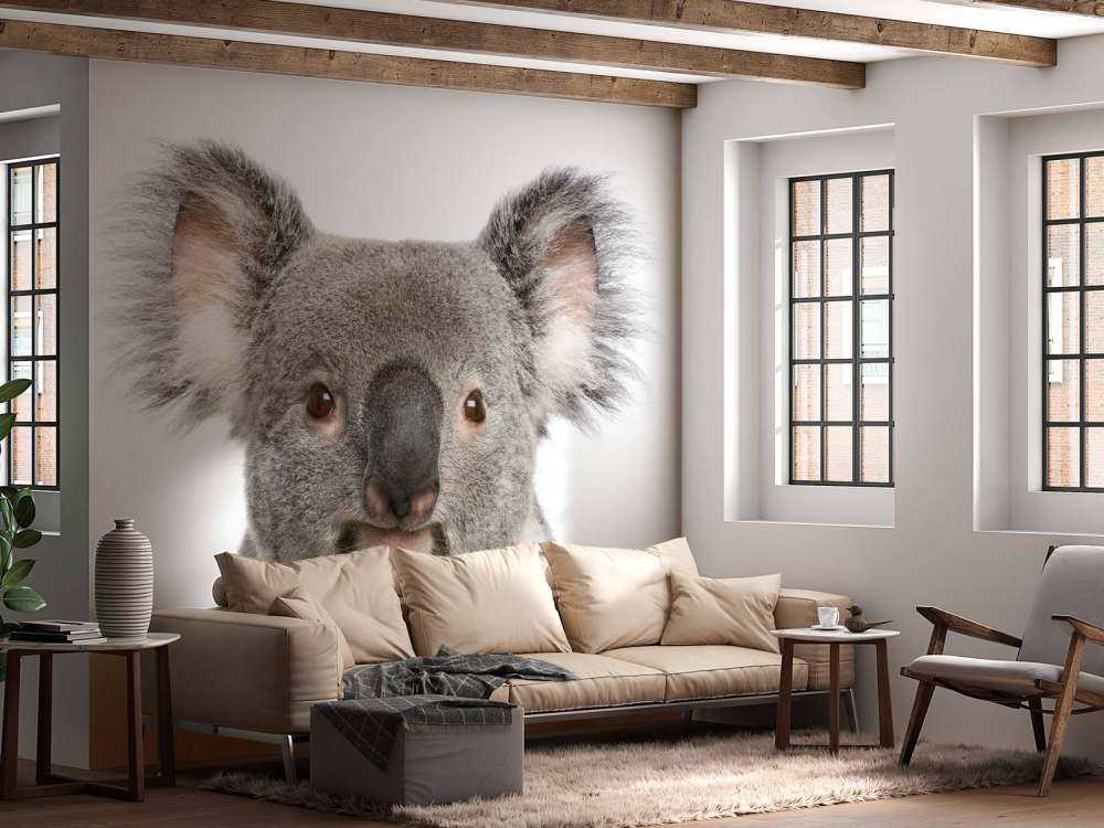 Foto van een koala