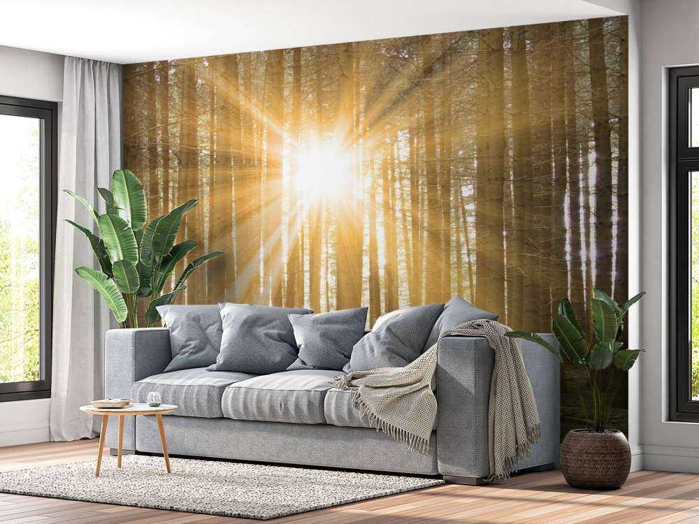 Dennenbos met zonnestralen
