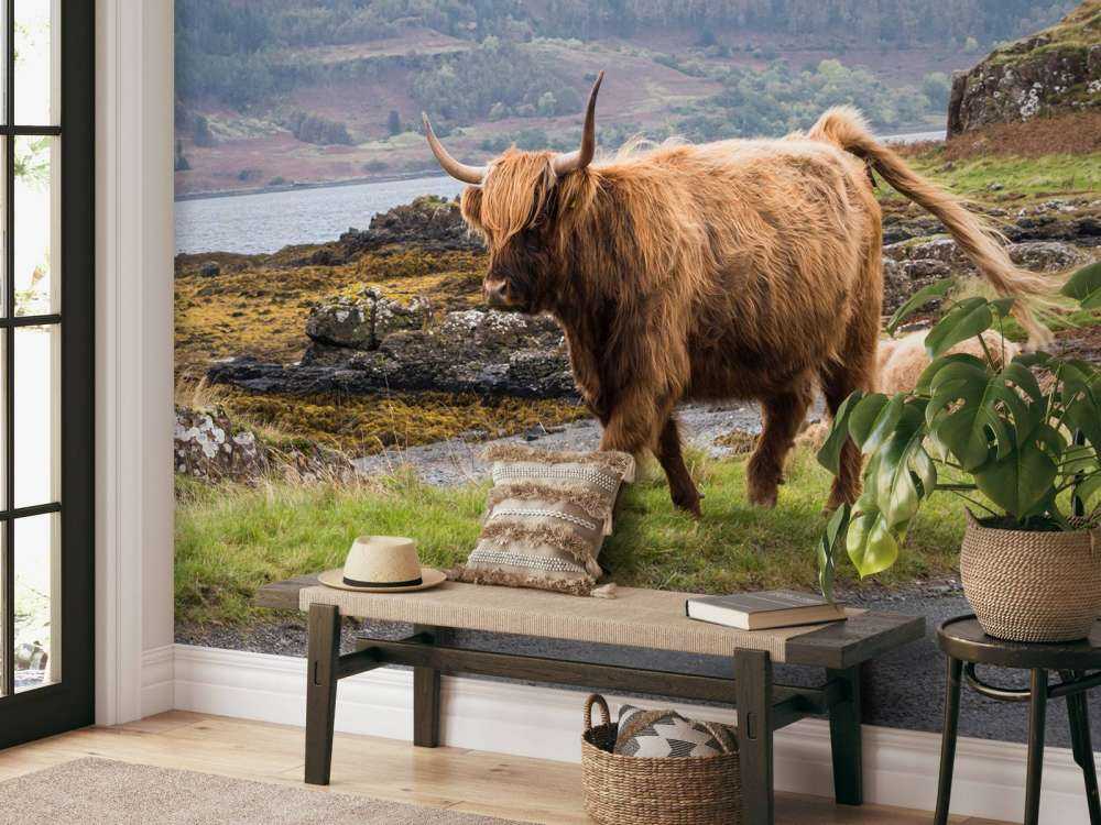 Schotse Hooglander op Mull