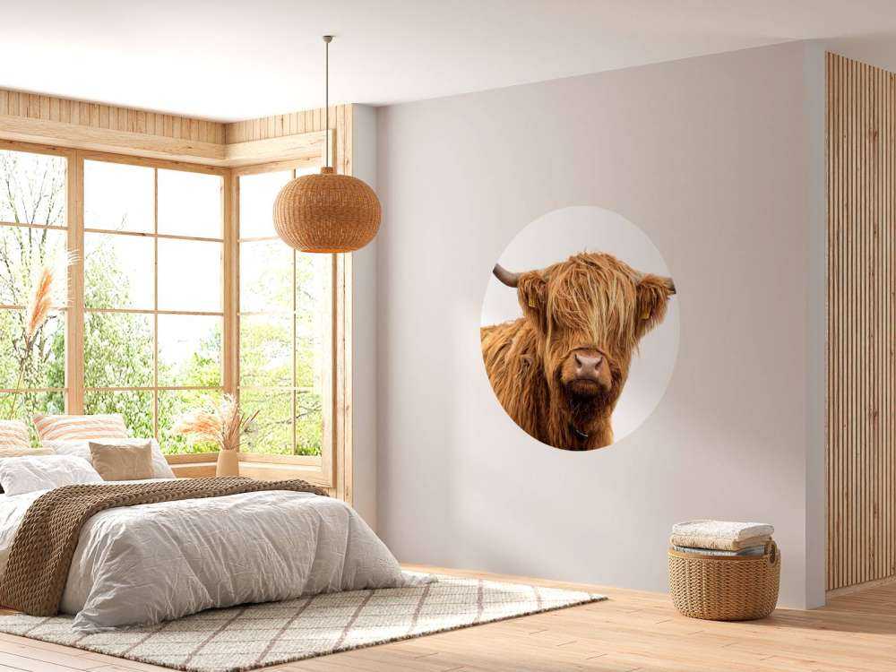 Schotse Hooglander met een witte achtergrond