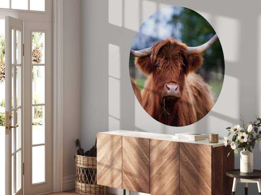 Bruine Hooglander van dichtbij