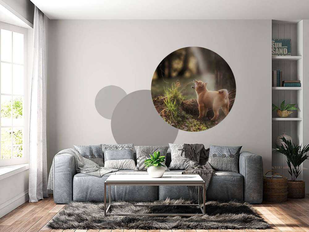 Shiba Inu in het bos