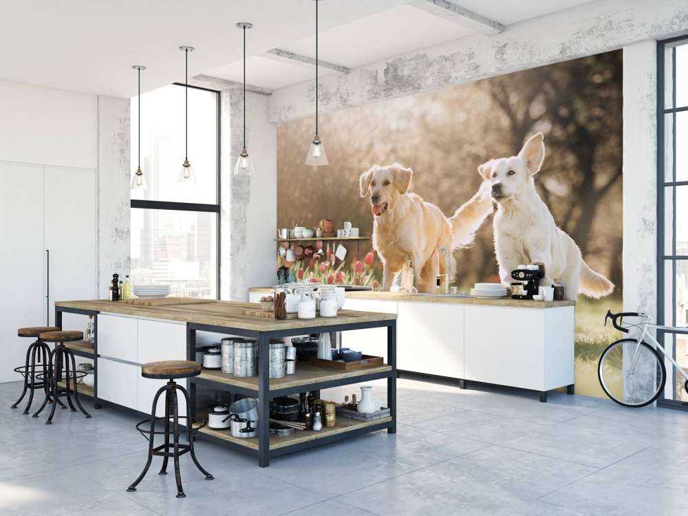 Honden in een parkje