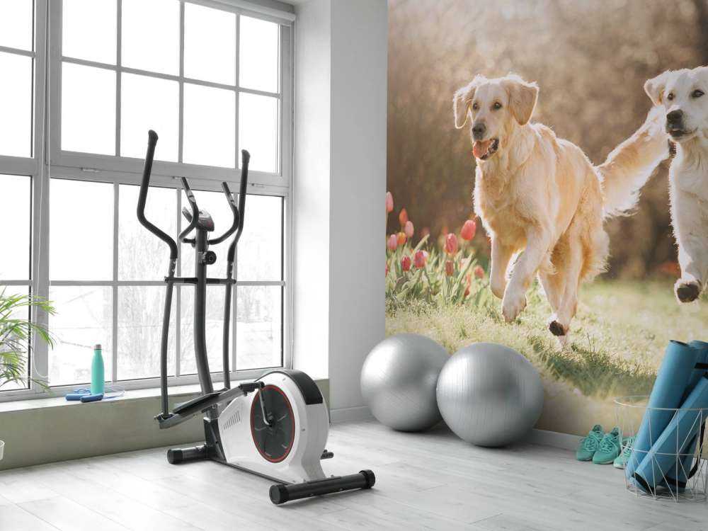 Honden in een parkje