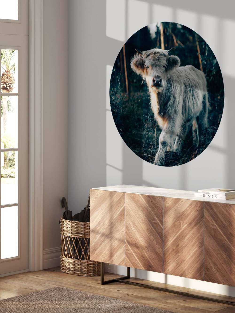 Schotse hooglander jong