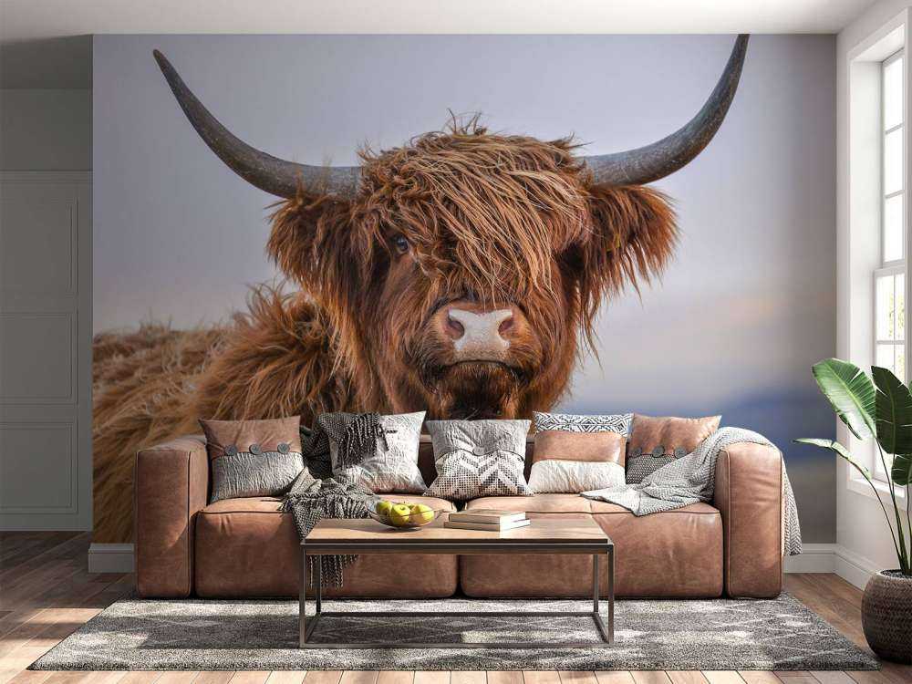 Starende Schotse hooglander