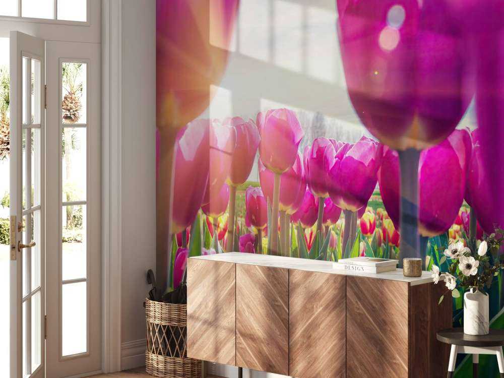 Tulpenveld roze