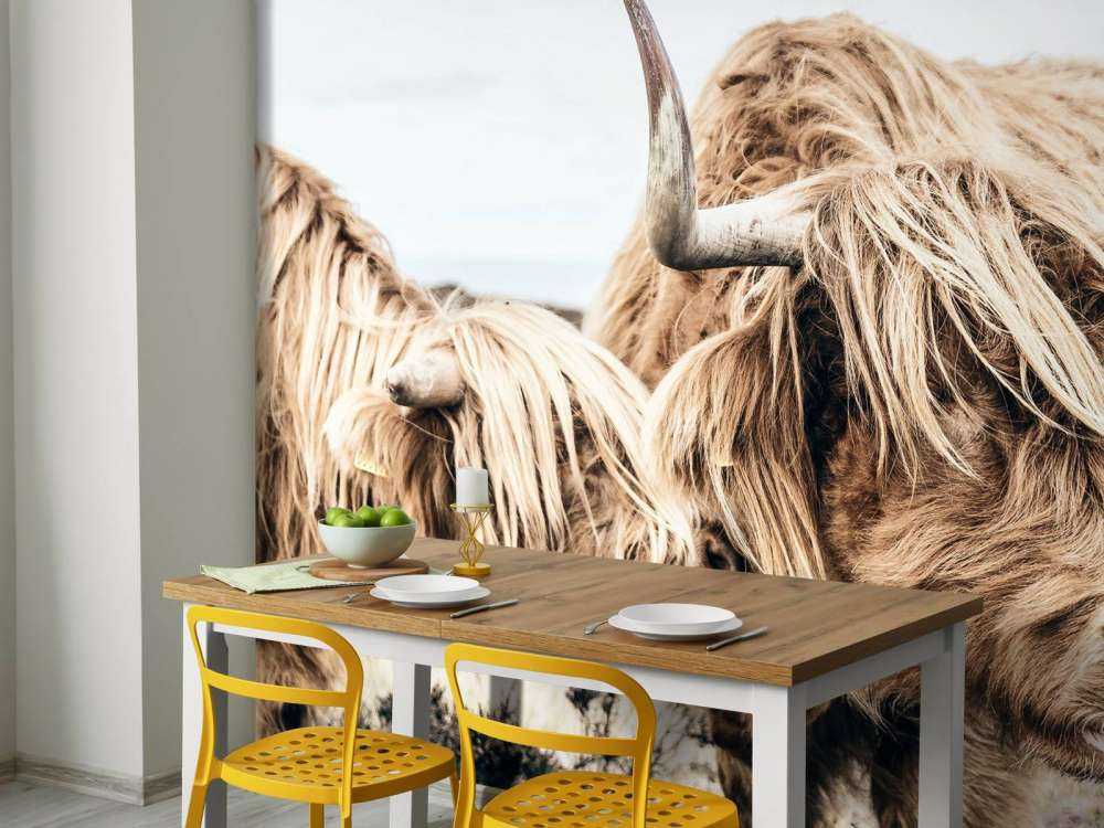 Twee Schotse hooglanders