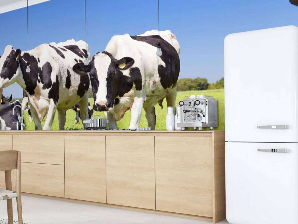 Fotobehang koeien