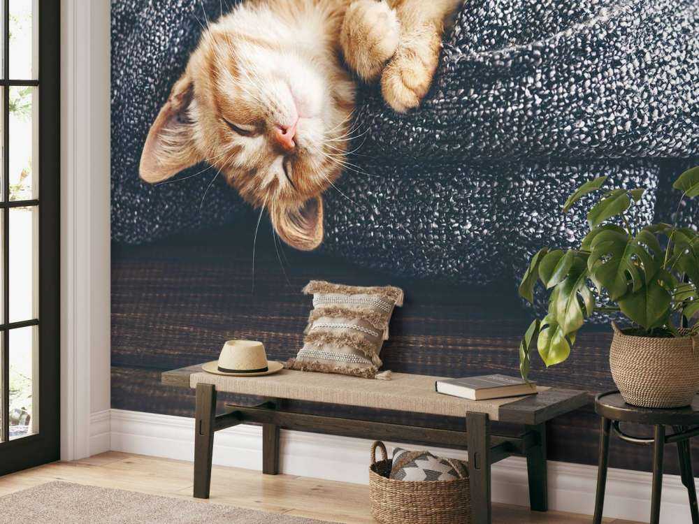 Slapende poes