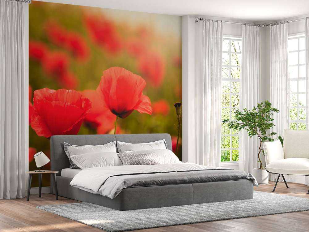 Klaprozen bij zonsopkomst