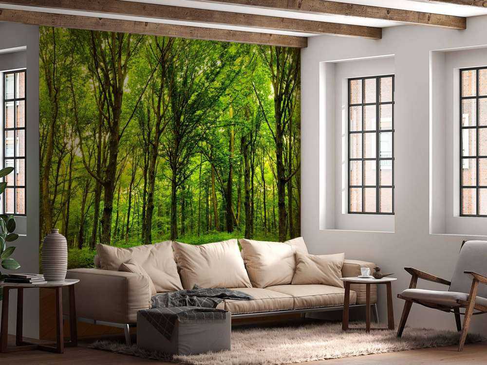 Zomers bos met doorkomend daglicht