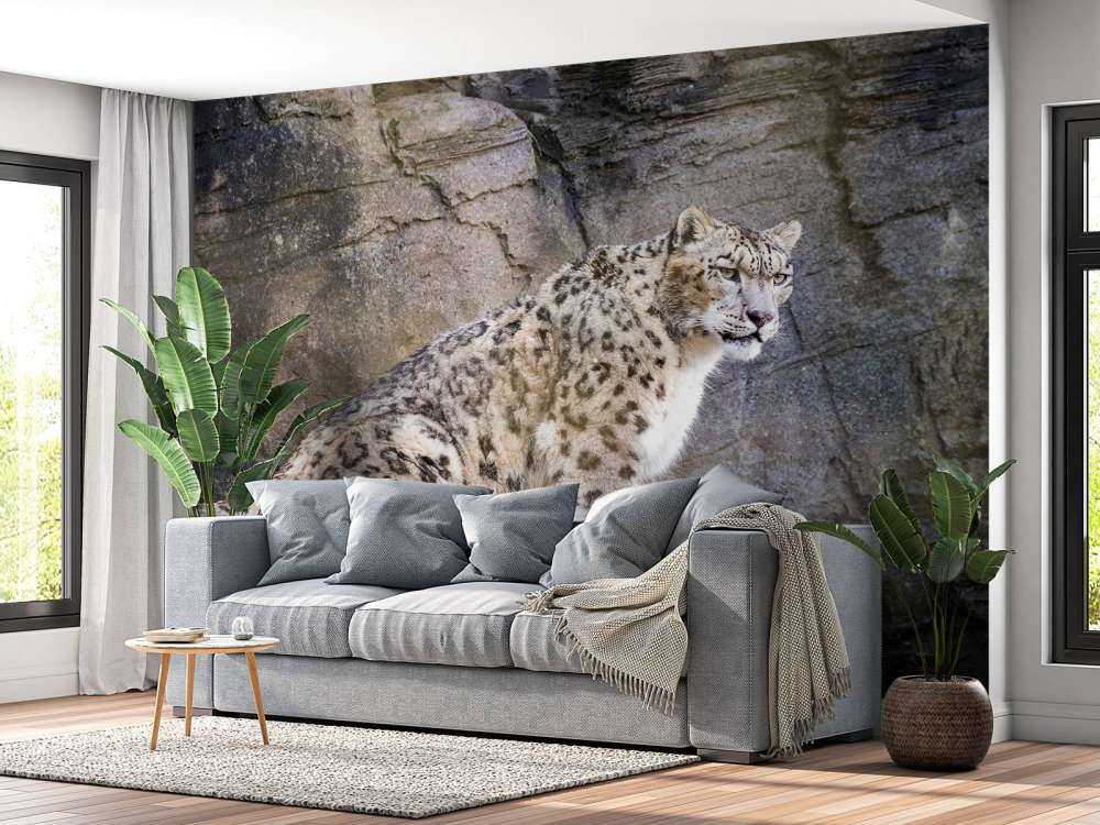 Volwassen sneeuwluipaard op een rots