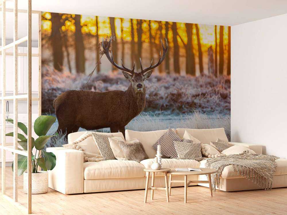 Rendier bij zonsopkomst