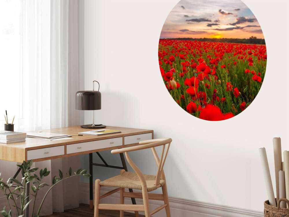 Rode klaprozenveld bij zonsondergang