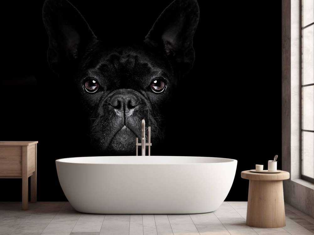 Schattige bulldog met een zwarte achtergrond