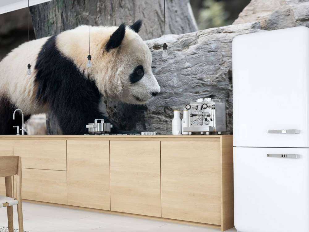 Panda in een dierentuin